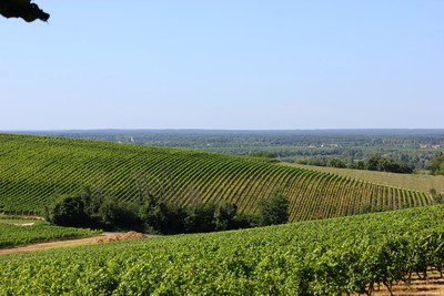 Vignoble_bordeaux