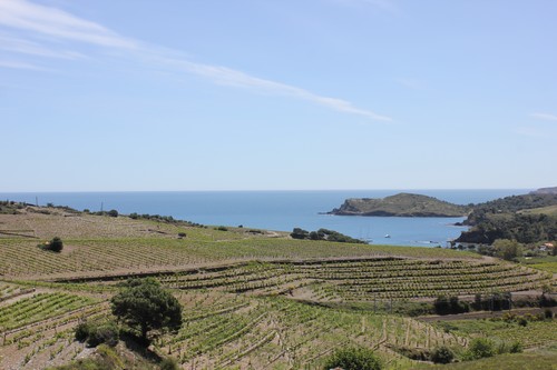Vignoble_banyuls