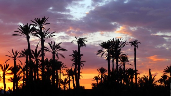 palmeraie-marrakech palmeraie-marrakech
