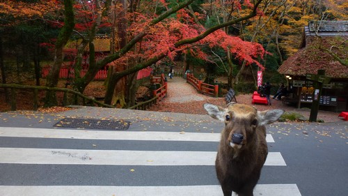 parc-visite-nara parc-visite-nara