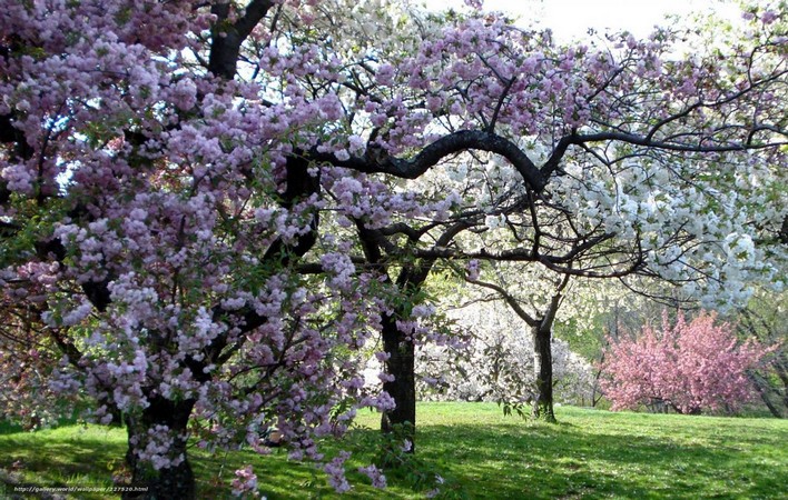 Jardin-botanique-du-Bronx-new-york