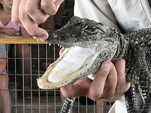 voir-alligator-everglades-miami