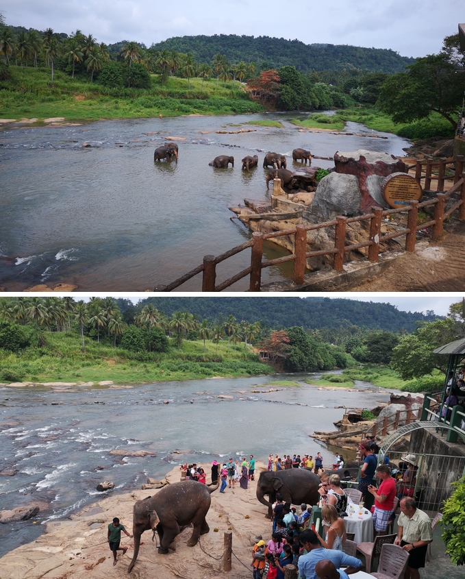 meilleurs-ville-pour-voir-elephant-sri-lanka