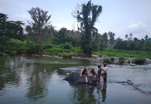 ou-laver-elephant-sri-lanka