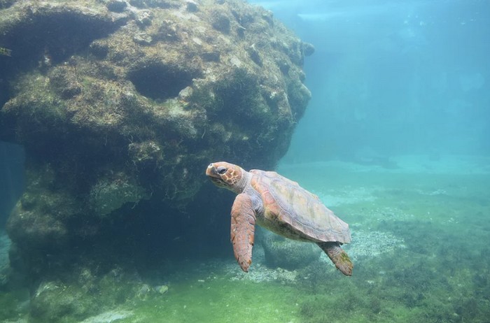 ou-voir-tortue-centre-Kelonia-Saint-Leu