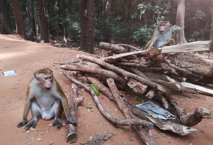 singes-sri-lanka