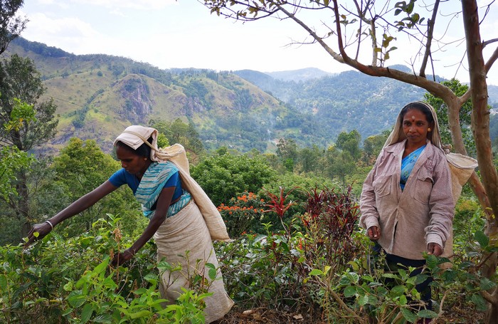 sri-lanka-plantation-de-the