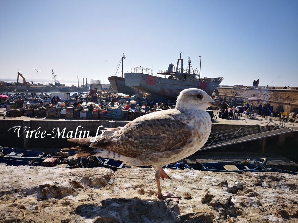 port-essaouira