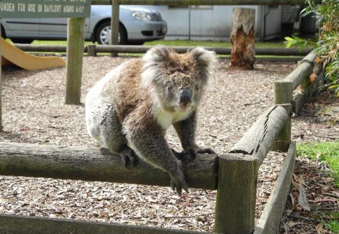 koala-road-ocean-road