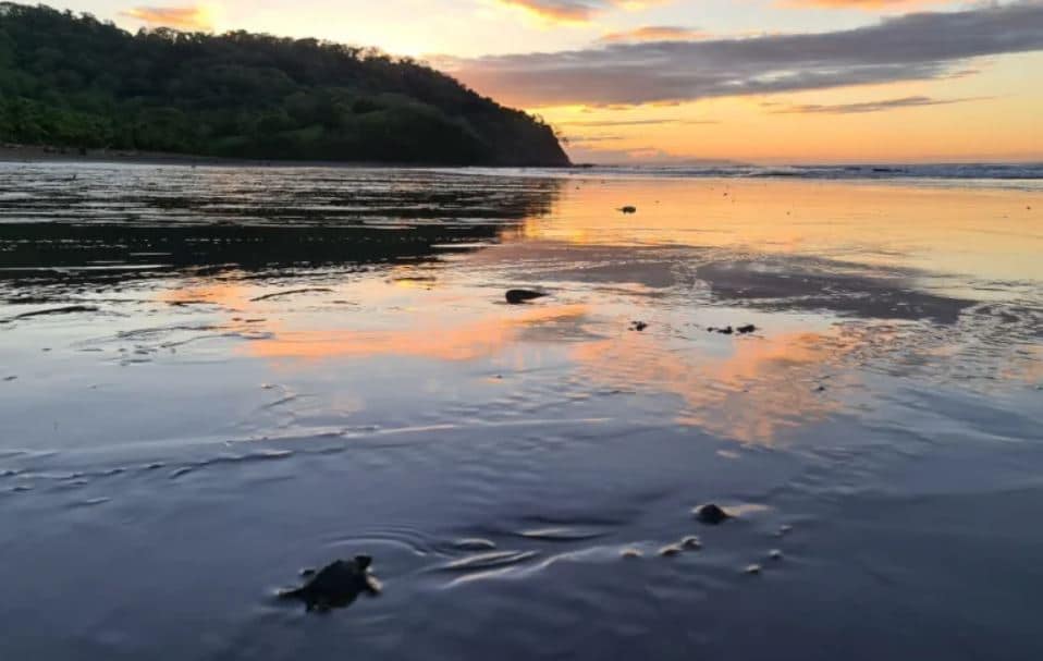 ou-voir-petite-tortue-samara-beach-costa-rica