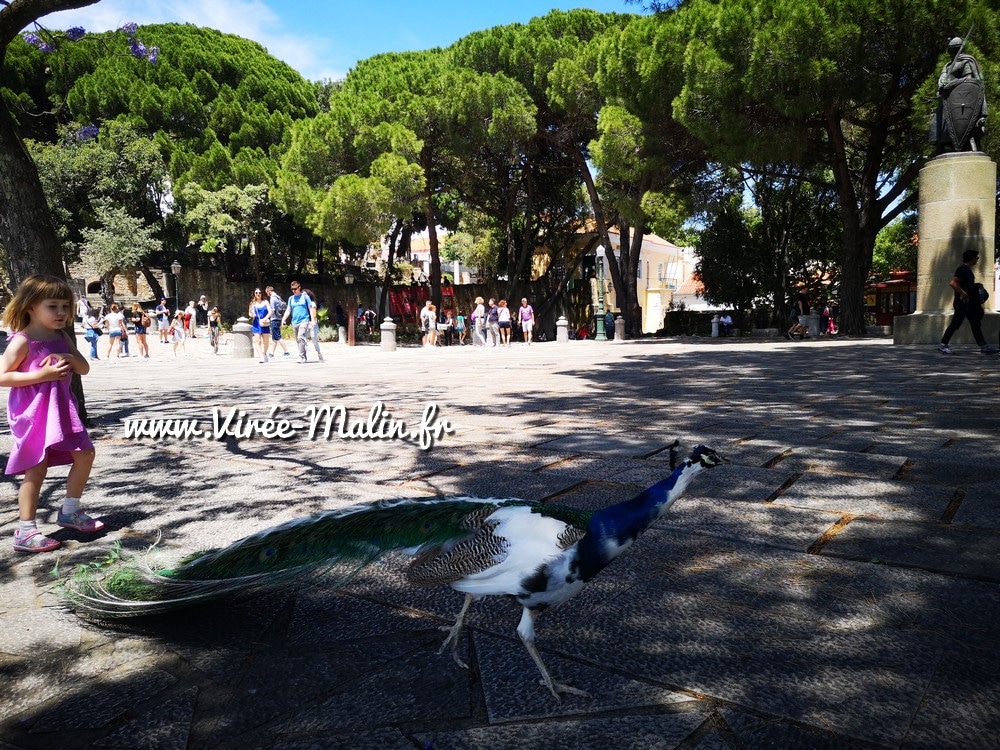 paon-chateau-saint-georges-lisbonne