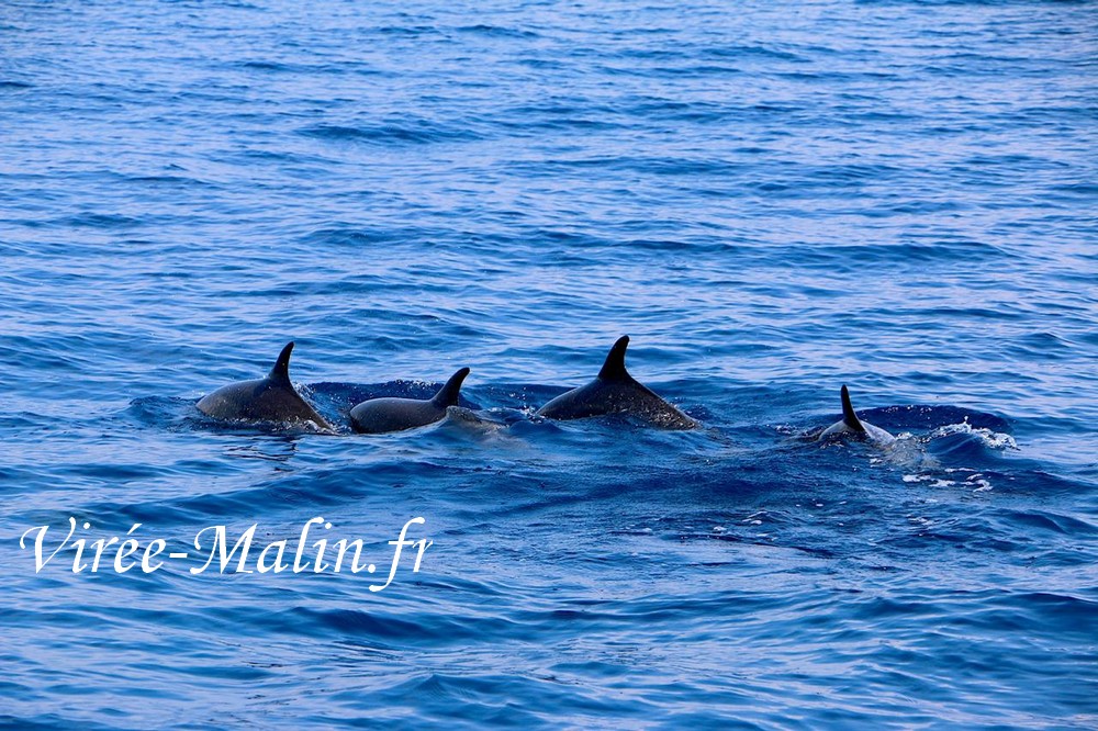 voir-dauphin-depuis-samara-avec-skippeur-francophone