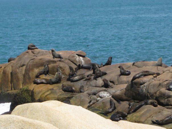lions-de-mer-cabo-polonio