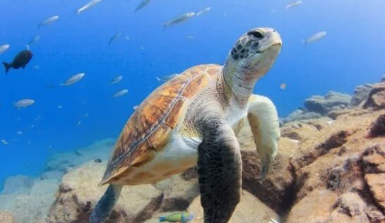 activite-safari-kayak-tenerife