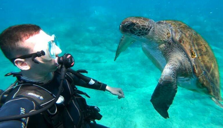 plongee-aquatique-tenerife-tortue