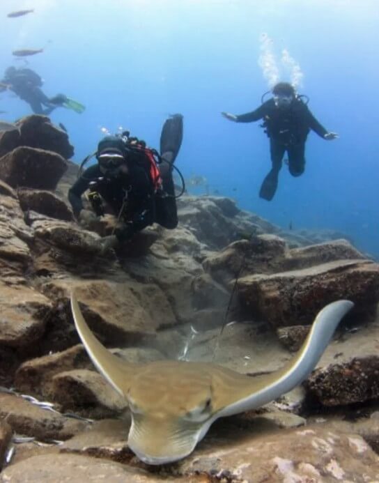 plongee-sous-marine-debutant-tenerife