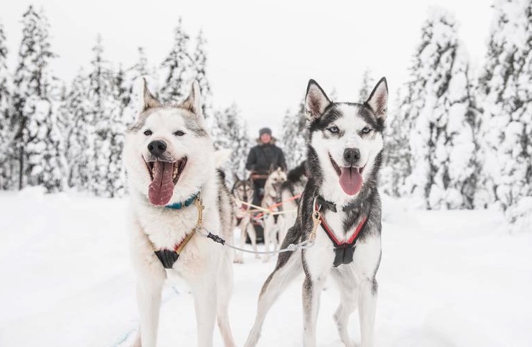 activite-mushing-rovaniemi