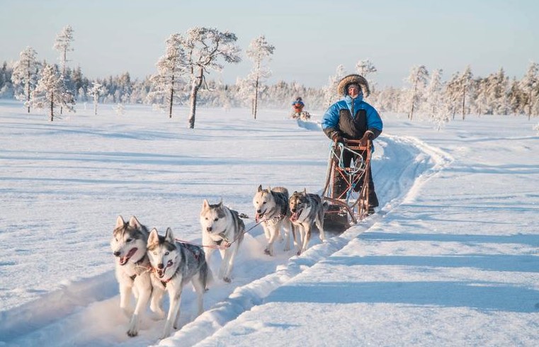 apprendre-piloter-traineau-chiens-laponie