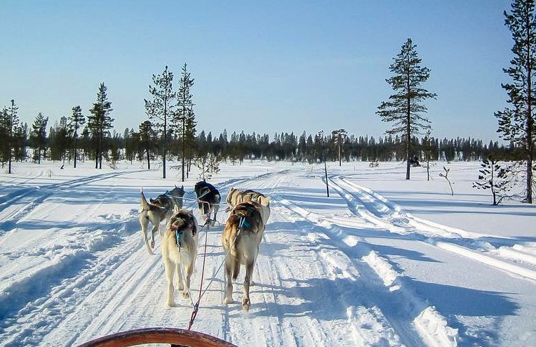 aventure-en-traineau-a-chien-rovaniemi