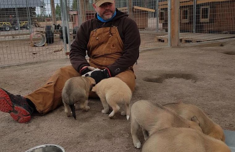 caresser-chiots-huskies-laponie