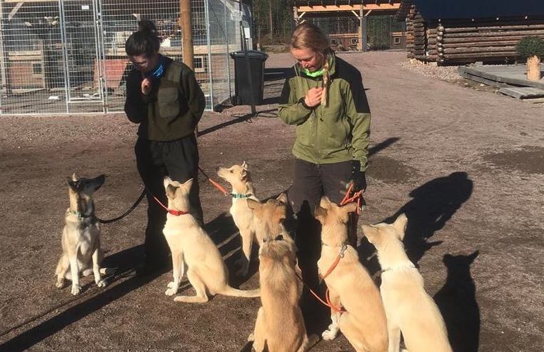 lieu-de-vie-chien-de-traineau-laponie