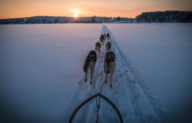 randonnee-chien-visite-ferme-laponne