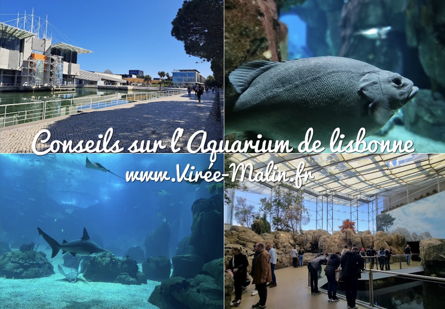 conseils-aquarium-Lisbonne