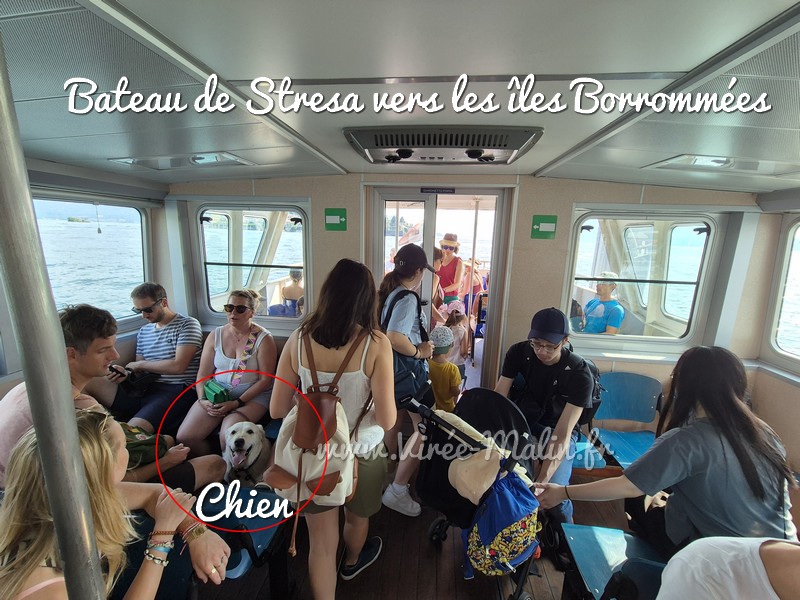 Chien-admis-dans-bateau-iles-borrommees