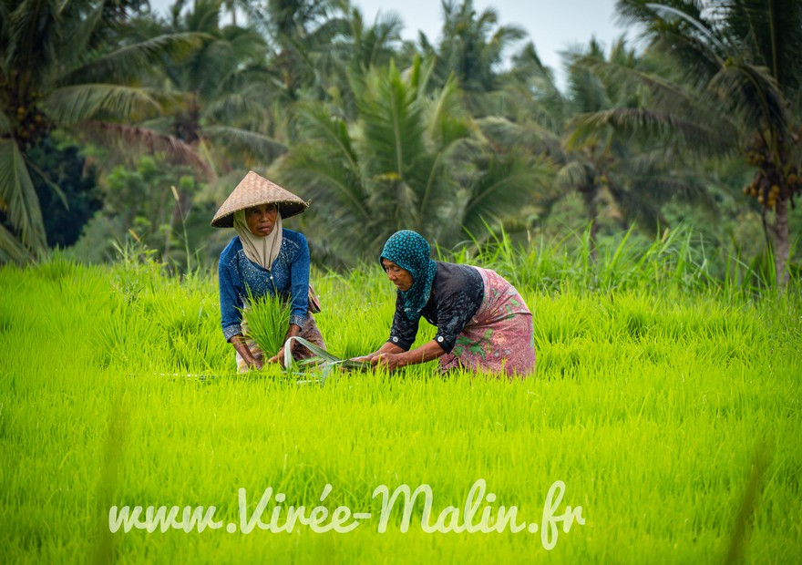 Guide-Immersion-culturelle-et-artisanat-local-Tetebatu-Lombok