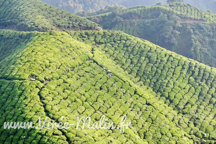 Comment-rejoindre-Cameron-Highland