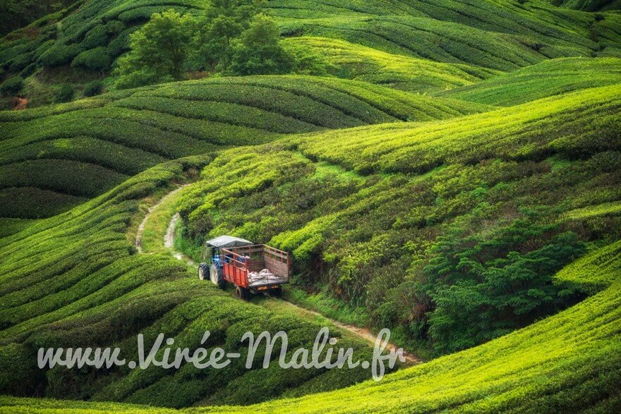Comment-se-visite-Cameron-Highlands-en-Malaisie