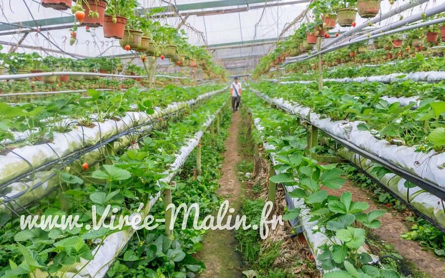 FRAISES-Cameron-Highlands