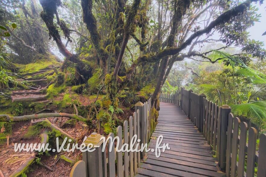 Mossy-Forest-Cameron-Highlands-Gunung-Brinchang