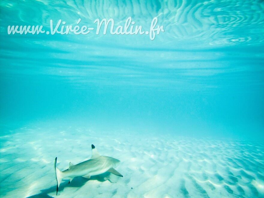 Snorkeling-Perhentian-Besar-Perhentian-Kecil