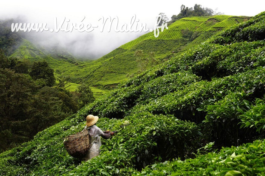ou-aller-boire-the-Cameron-Valley-Tea-House-2