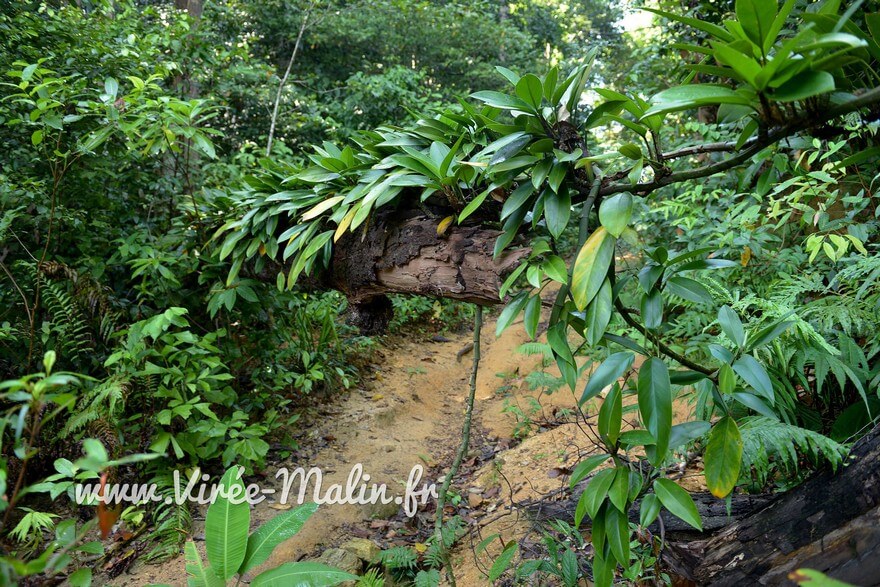 ou-faire-randonnees-iles-Perhentian