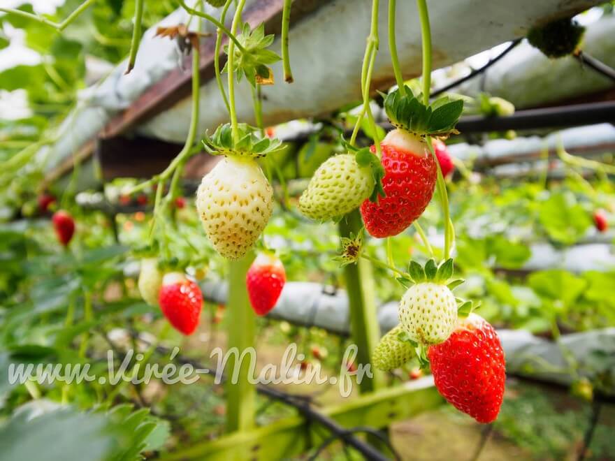 ou-manger-meilleures-fraises-Cameron-Highlands