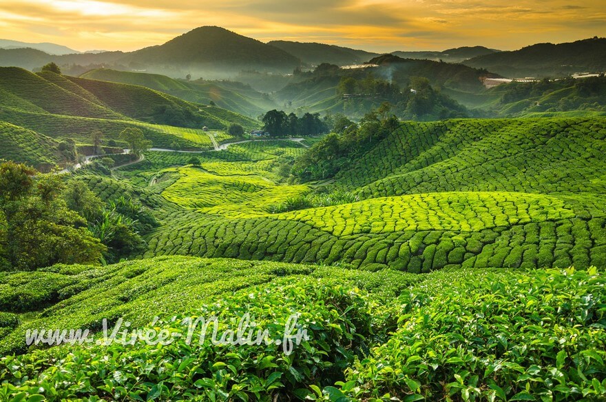pourquoi-visiter-Cameron-Highlands