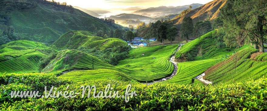 route-de-tapah-Tea-Houses