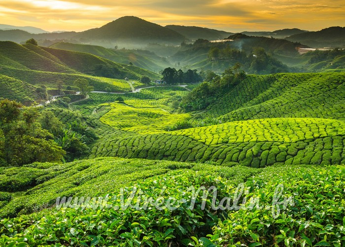 Visiter Cameron Highlands et où dormir à Cameron Highlands