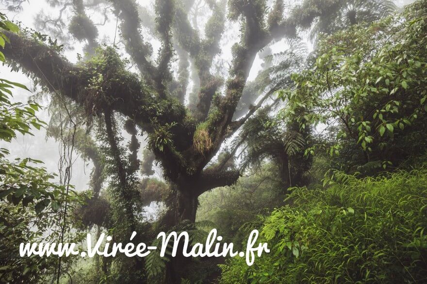 voir-foret-Mossy-Fores-Cameron-Highlands-Gunung-Brinchang